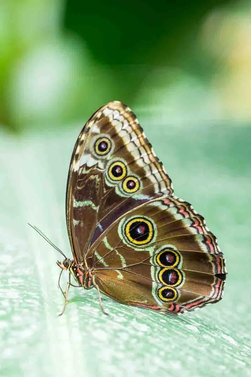 insecte-papillon-serre-tropicale-de-honfleur