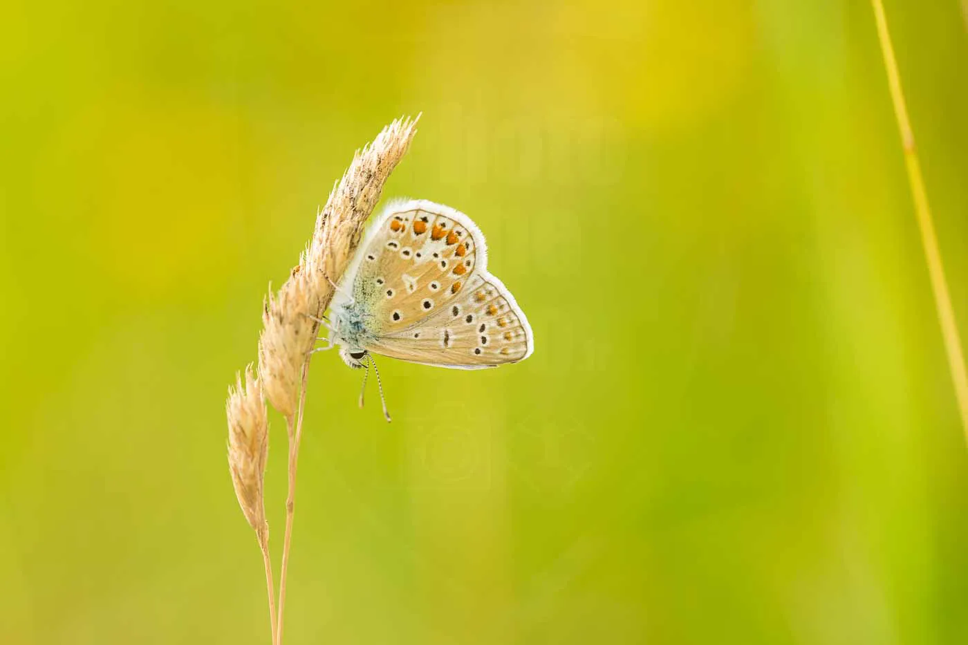 joli-papillon-azure-en-equilibre-dans-la-nature