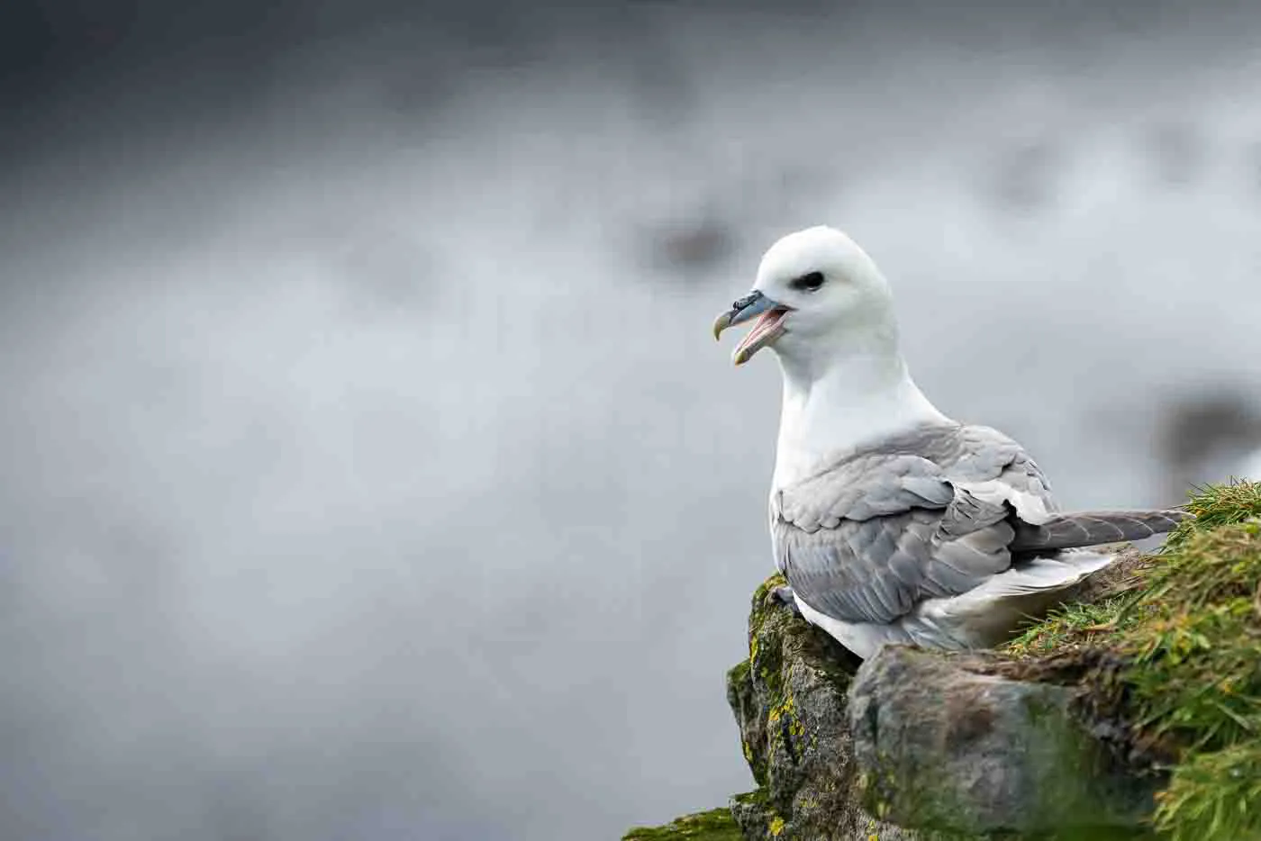 oiseau-fulmar-boreal-petrel-fulmar-au-bord-de-la-falaise-de-latrabjarg-fjords-du-nord-ouest-en-islande