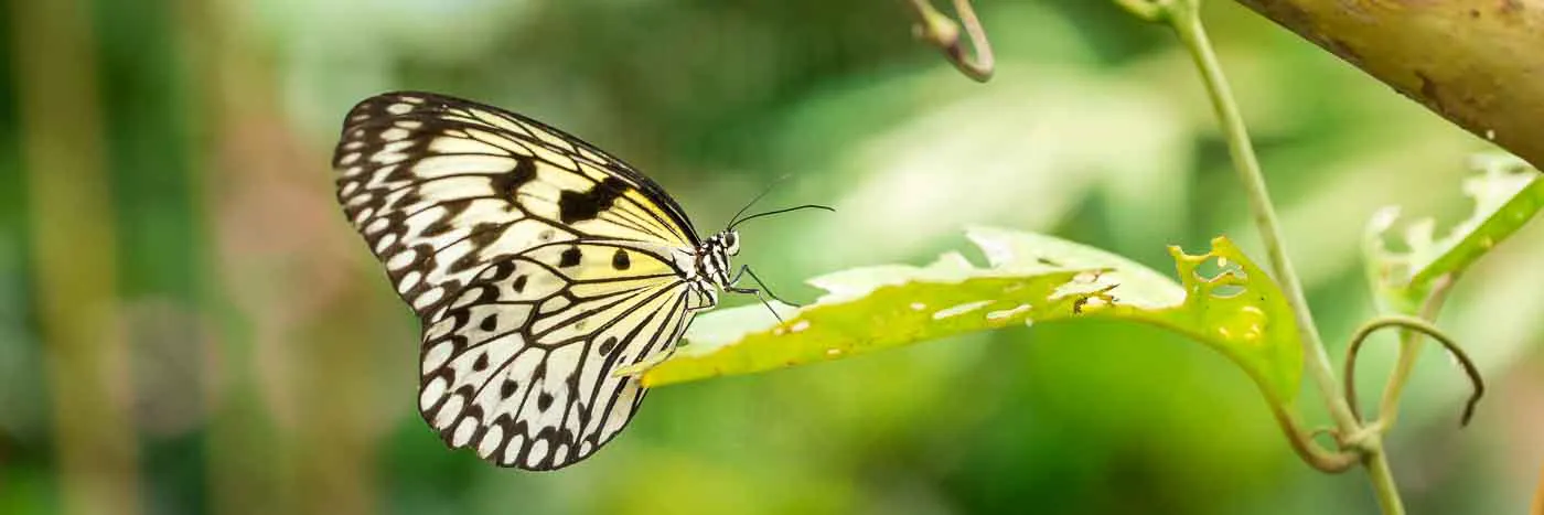papillon-en-serre-tropicale-a-honfleur