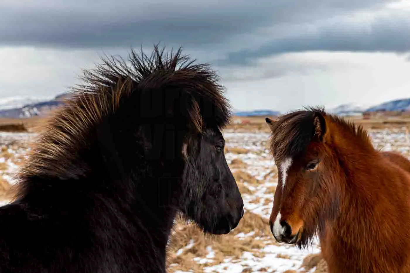 sublime-chevaux-islandais-en-islande